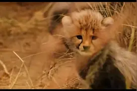 小猎豹瞬间失去妈妈，猎豹速度再快也躲不过狮子的陷阱！泪目！视频封面