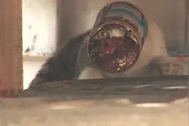 解救被铁罐卡住头部的流浪猫，无法正常进食，为救它人们费尽心机视频封面
