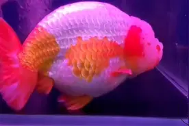 兰寿金鱼和猫狮，傻傻分不清楚，这鱼该叫啥？