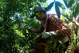 云南山里的花椒熟了，村民们边唱调子边摘花椒，几乎没男人什么事视频封面