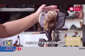 大象、马，把石头变成不同的造型，石头爱好者赋予石头新的意义视频封面