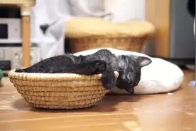 猫咪睡觉千姿百态，这种睡姿真是少见，身体软的像面条