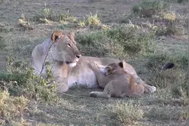  雨后非洲草原上空出现神奇现象，狮子一脸呆萌：这是啥？视频封面