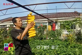 东北的苞米吊子吃过吗？农民小菜园如诗如画，储足了过冬的农家菜视频封面