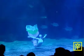石家庄海悦天地海底世界《美人鱼表演》三只美人鱼共舞视频封面