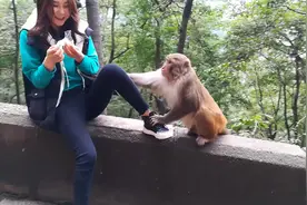 贵州贵阳，猴子和游客打架，把小姐姐抓伤了视频封面