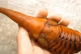 长戟大兜虫成长全纪录，这生物竟如此奇妙！