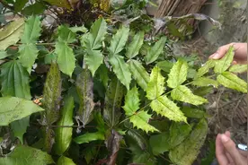 这种植物叫土黄连，对“虚火，腰膝酸软，头晕耳鸣”有良效！