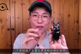 富豪风靡“斗天牛”，买一只虫58万，网友：乡下到处都是