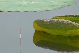 看懂这些漂相，你也是钓鱼大师了