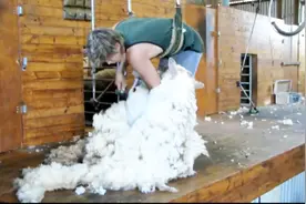 工厂“残虐”拔羊毛，整个过程何止是残忍，网友：人类才是畜生！