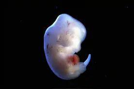 日本“人与动物胚胎试验”，制造人类器官，胚胎是怎么受精的？图片