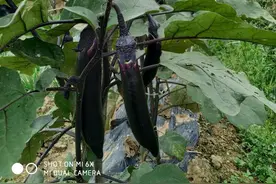 茄子苗栽上半个月了老是不长是什么原因？应该怎么做才合理？图片