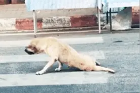 家里养了一条老奸巨猾的狗，装腿瘸两个月这也太装了吧图片