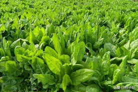 养殖高产牧草，菊苣“牧草新秀”，能割15年，口感好，有止泻效果图片