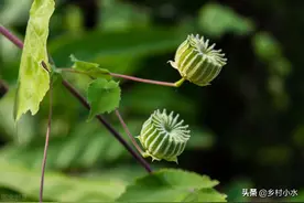 苘麻，叶子可是野地里很好的“手纸”，这种植物你了解多少？图片