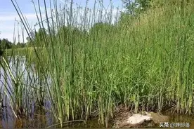 过去用来做灯芯、编草席的灯芯草，如今真正价值被发现，150元1斤图片