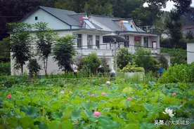 村民在荷花塘里搞养殖，宛如仙境，看为啥事感到“奇怪”图片