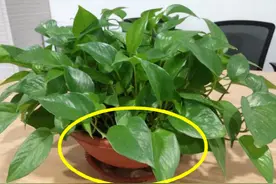 回家养绿萝在盆底垫上这个东西，保温又耐养，冬天也不怕了图片