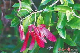 海南这些名树，恐怕很多你都没见过……图片