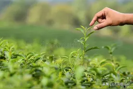 世界最独特的喝茶方式——含糖茶图片