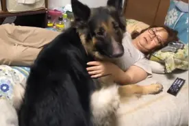 德牧都5岁了，每天还要女主抱着睡：70多斤了，抱不动图片