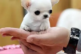 盘点世界超小型犬吉娃娃，据说是美国最受欢迎的12种犬类之一图片