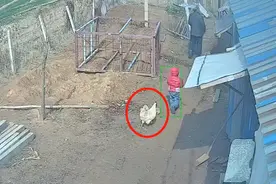 山东一男孩被公鸡追咬姥爷一脚踢飞，网友：这鸡怕是等不到过年了图片