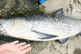 超市里这5种鱼，虽然外表不起眼但最安全，营养高完全可以放心买图片