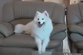 萨摩耶因撕坏价值上万沙发，被赶出家门，再开门时却突然泪流满面图片