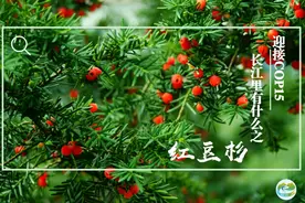 迎接COP15，保护生物多样性丨长江里有什么之“活化石”红豆杉图片