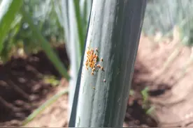 大葱叶片有红斑点？这是锈病，有效防治不能“轻预防、重施药”图片