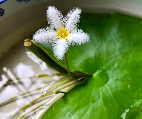 一个水盆，放一片叶子，就能开花200天