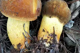 云南农村山上的野生菌，以下图片中吃过十种以上的，算你牛图片