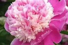 我爱你，我想你，好想好想图片