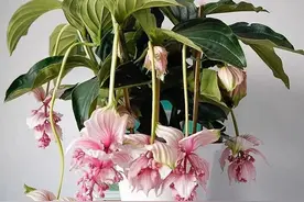 “6种”大气的花，适合养在大客厅，生机勃勃，高端上档次图片