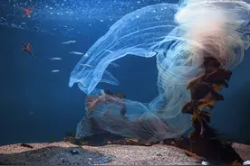 世界上哪种动物的繁殖能力最强？图片