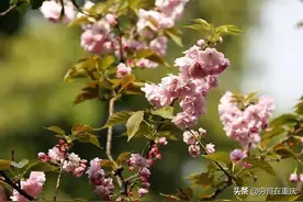 重庆主城区赏樱地图，快去抓住樱花的尾巴图片