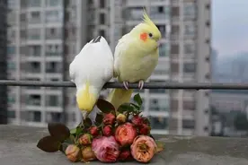 想养鹦鹉不知道养什么品种好？十年养鸟人推荐：玄凤鹦鹉真不错图片