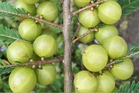 油甘子，入口刚开始酸苦然后变成甘甜，寓意苦尽甘来，很神奇图片