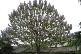 泡桐树生长成材快，为啥现在没人爱种了，主要原因有“3点”图片