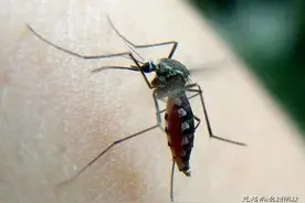 夏天到了！在农村用这几种方法来防蚊驱蚊效果很好！图片