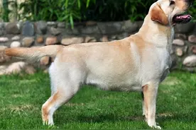 有这些特征的“拉布拉多犬”，血统一定很纯图片