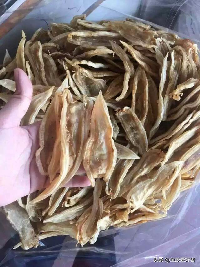 苏里兰北海花胶 2026年北海苏里南鱼胶