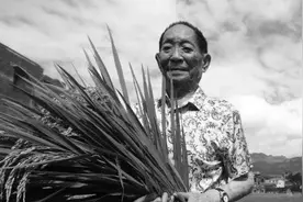 袁隆平写给母亲的信：稻子熟了，妈妈，我来看您了图片