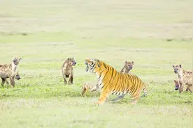 为何鬣狗独爱“掏肛”，靠这个技能可以打赢小型老虎吗？