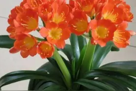 家里的君子兰开完花，马上做4件事，长势茂盛，叶子油绿光亮图片