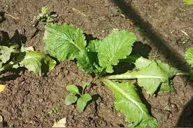 白菜生虫子，别动不动就施药，喷点家里不起眼的小东西也管用图片