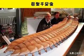 可怕的灭绝生物：我们或许应该庆幸的7种已经灭绝的生物图片