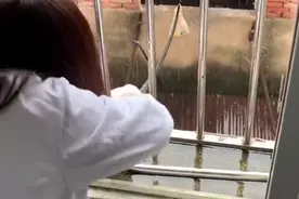 壹现场｜德牧被弃靠医护人员隔空投喂存活 动保协会：尽可能找个好归宿图片
